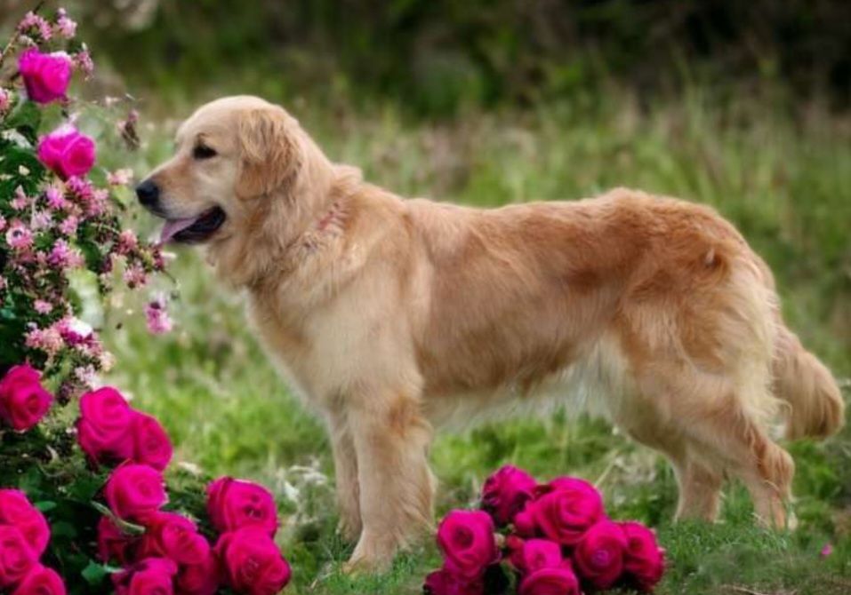 Les Golden Retriever de l'affixe du Domaine de Demeter