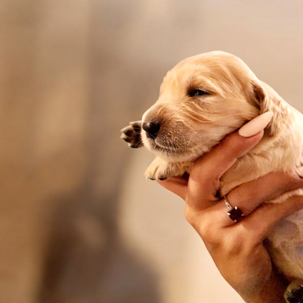 du Domaine de Demeter - Chiot disponible  - Golden Retriever