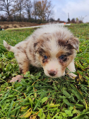 male merle yeux bleu