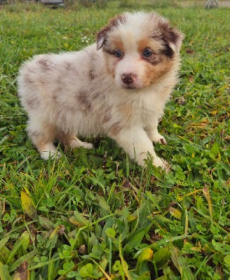 male merle yeux bleu