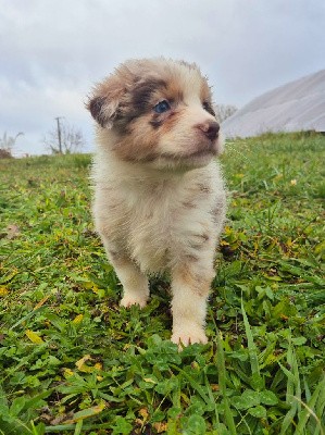 male merle yeux bleu