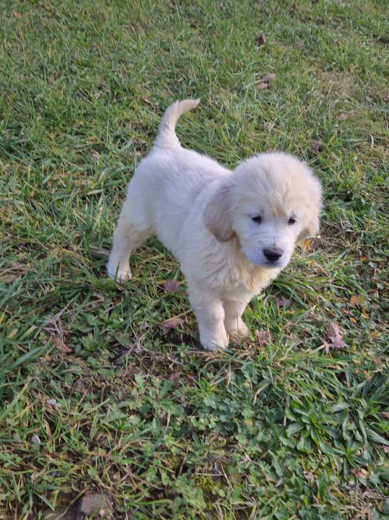 du Domaine de Demeter - Chiot disponible  - Golden Retriever