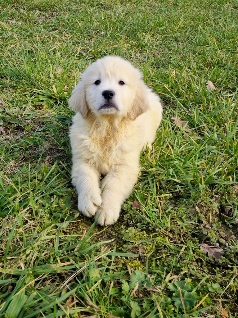 du Domaine de Demeter - Chiot disponible  - Golden Retriever