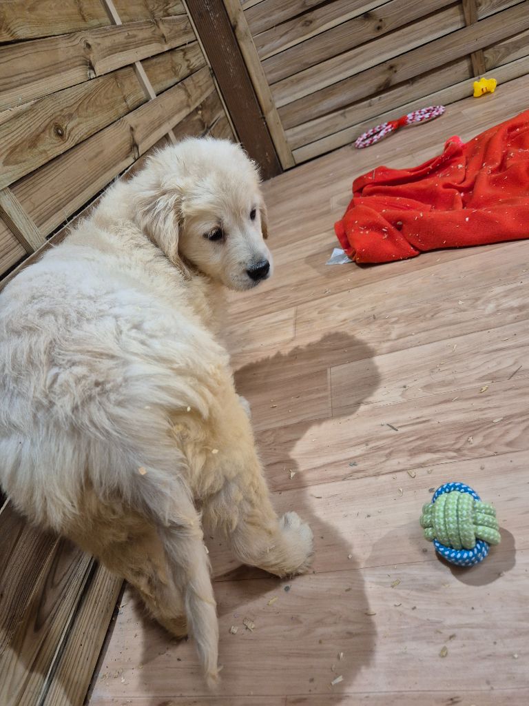 du Domaine de Demeter - Chiot disponible  - Golden Retriever