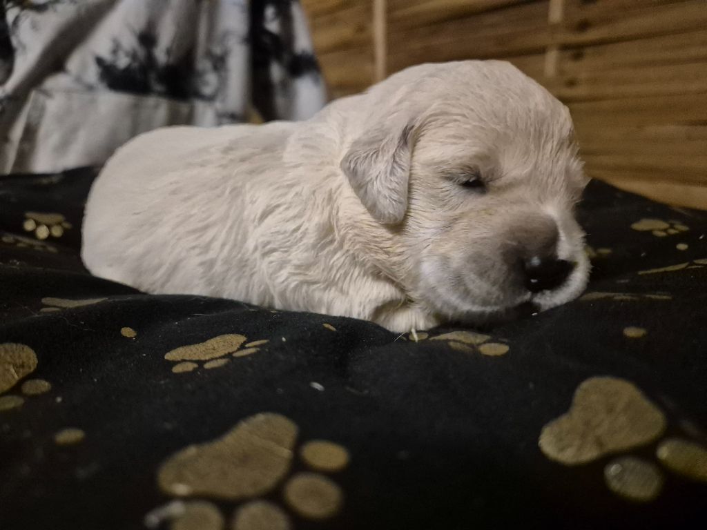 du Domaine de Demeter - Chiots disponibles - Golden Retriever