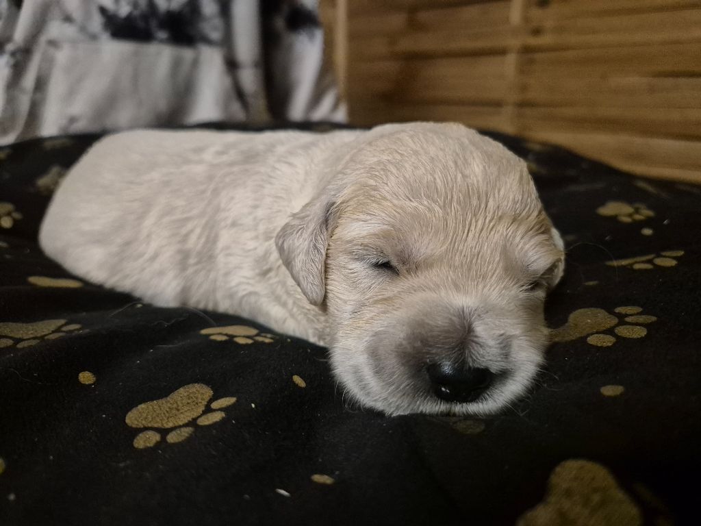 du Domaine de Demeter - Chiots disponibles - Golden Retriever