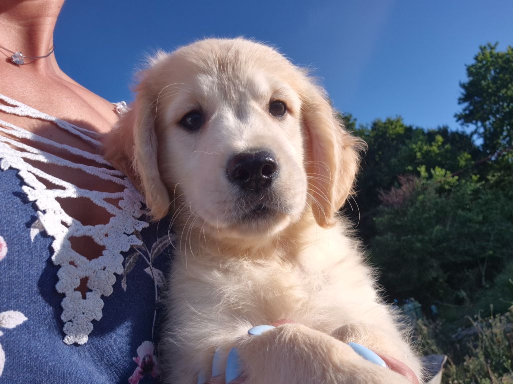 du Domaine de Demeter - Chiots disponibles - Golden Retriever