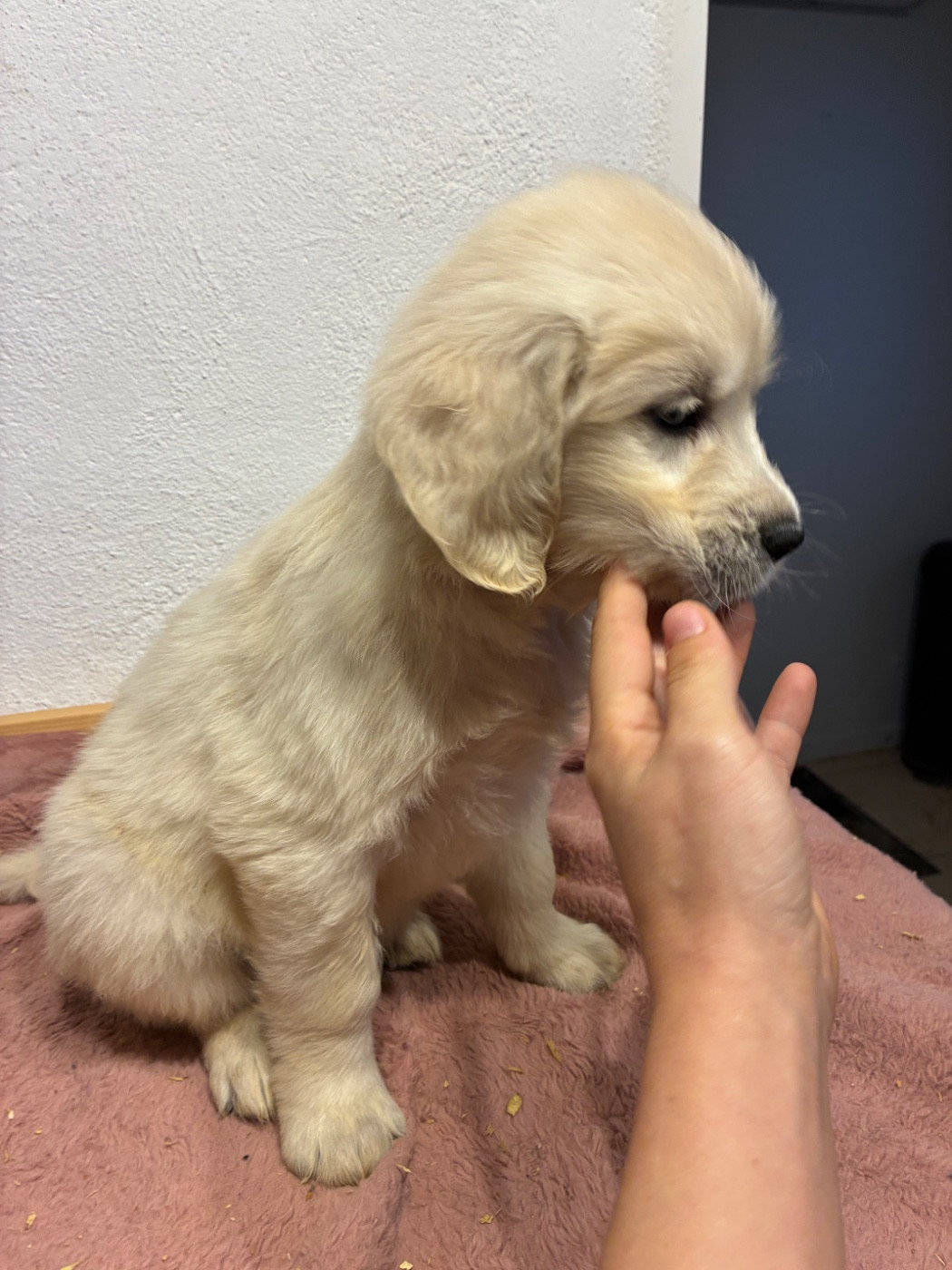 du Domaine de Demeter - Chiots disponibles - Golden Retriever
