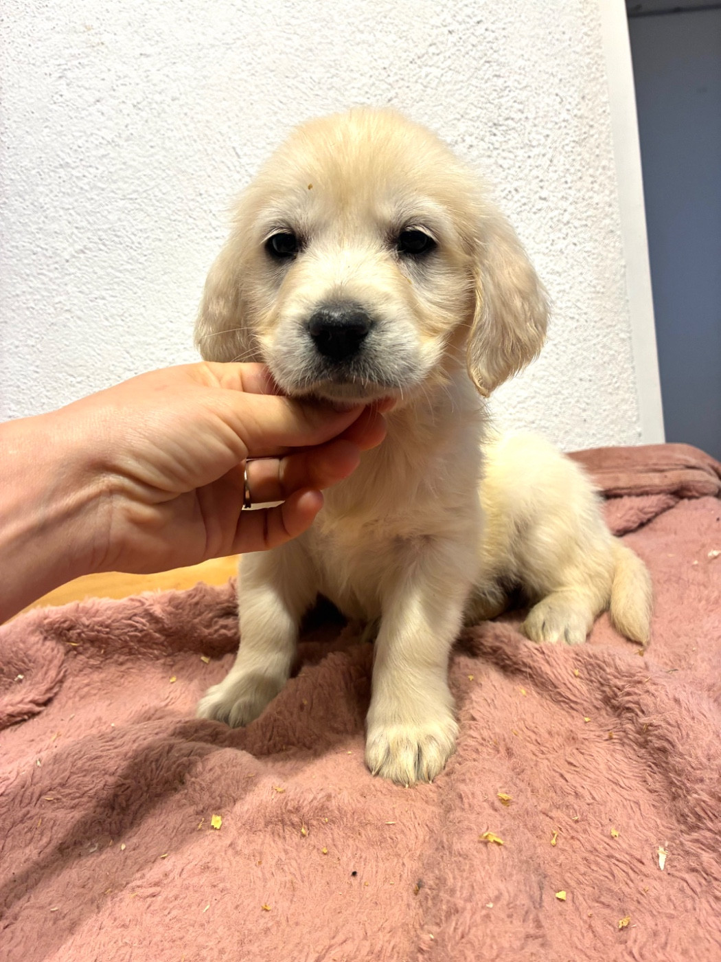 du Domaine de Demeter - Chiots disponibles - Golden Retriever