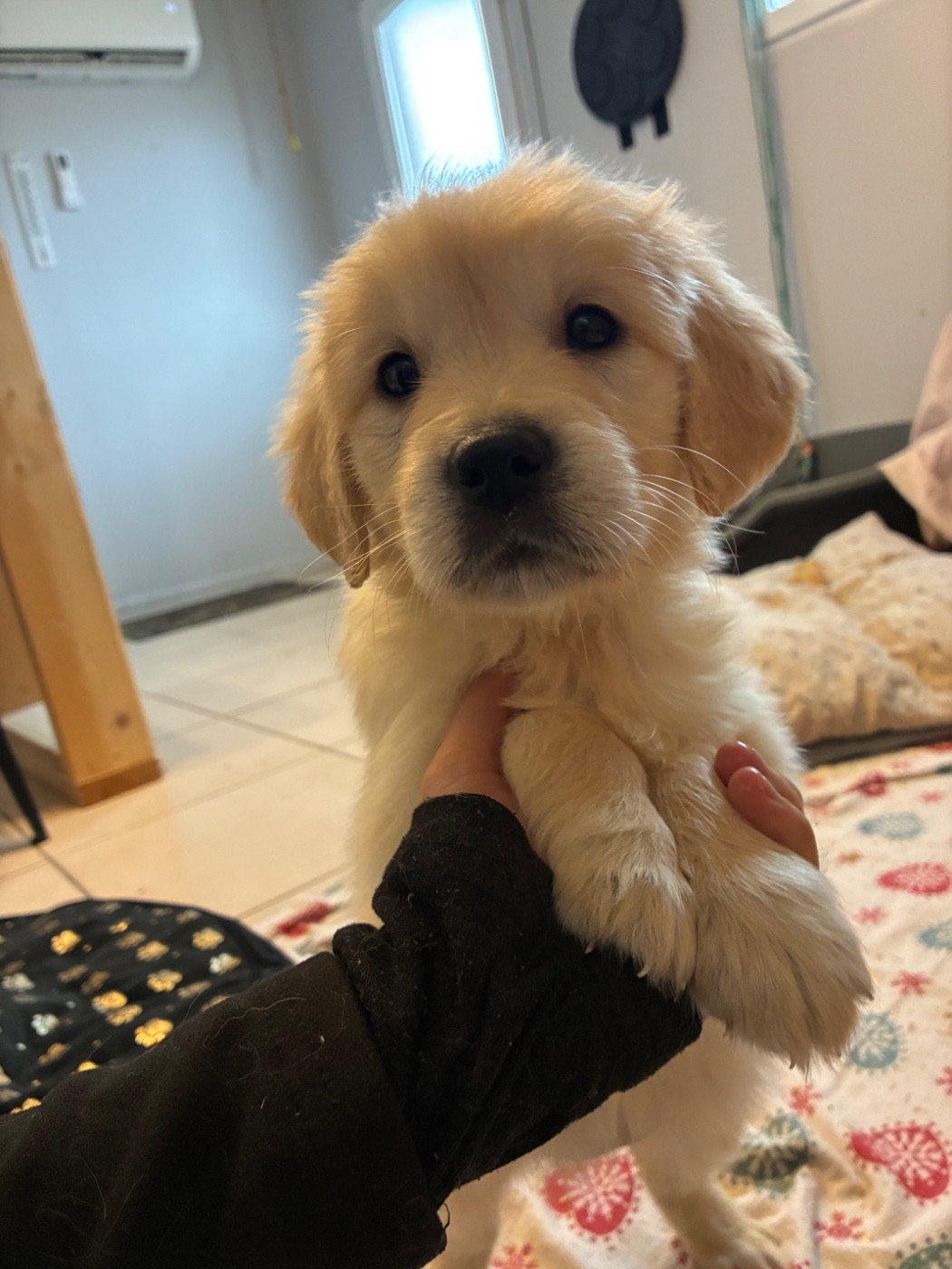 du Domaine de Demeter - Chiots disponibles - Golden Retriever