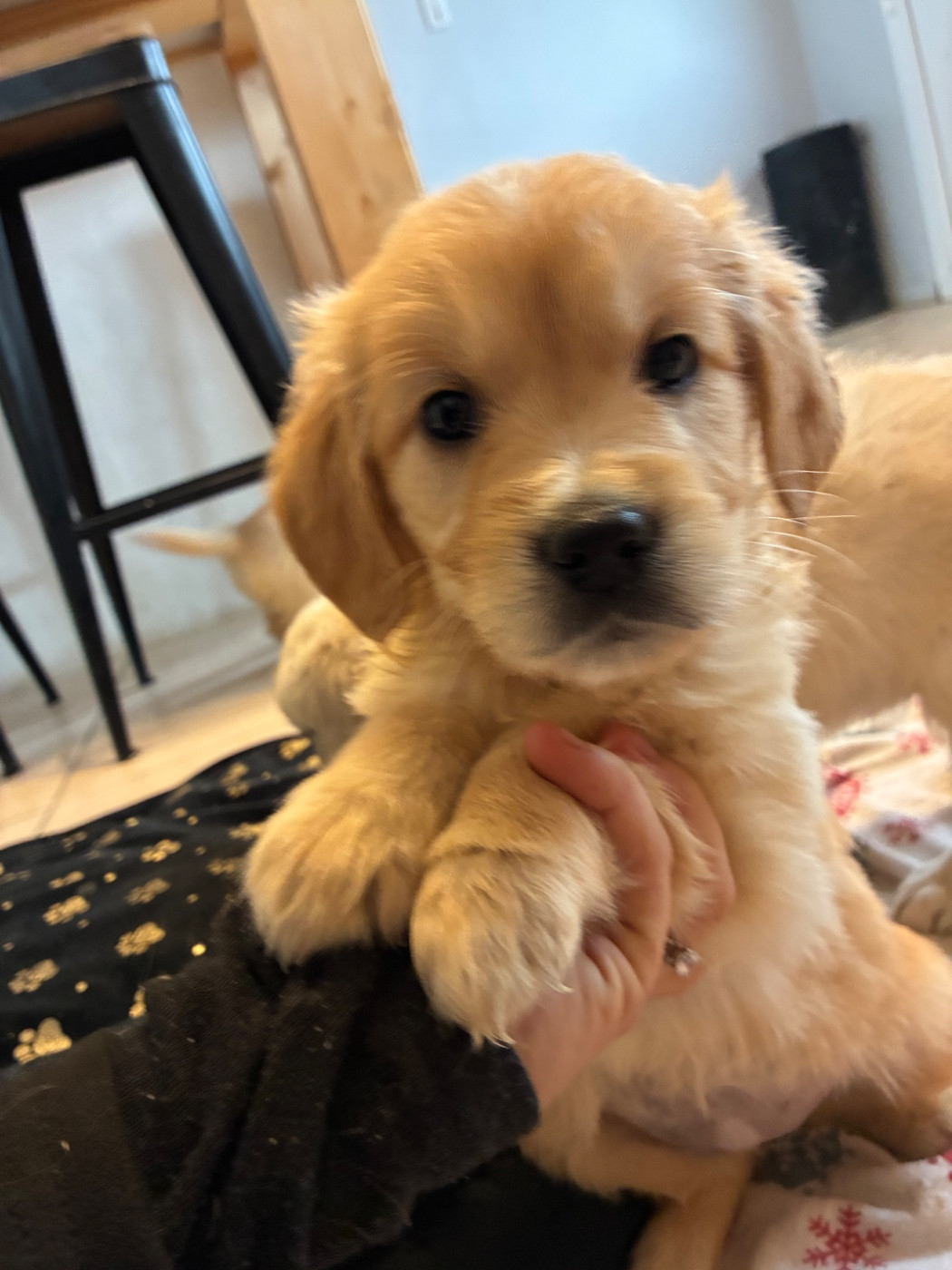 du Domaine de Demeter - Chiots disponibles - Golden Retriever