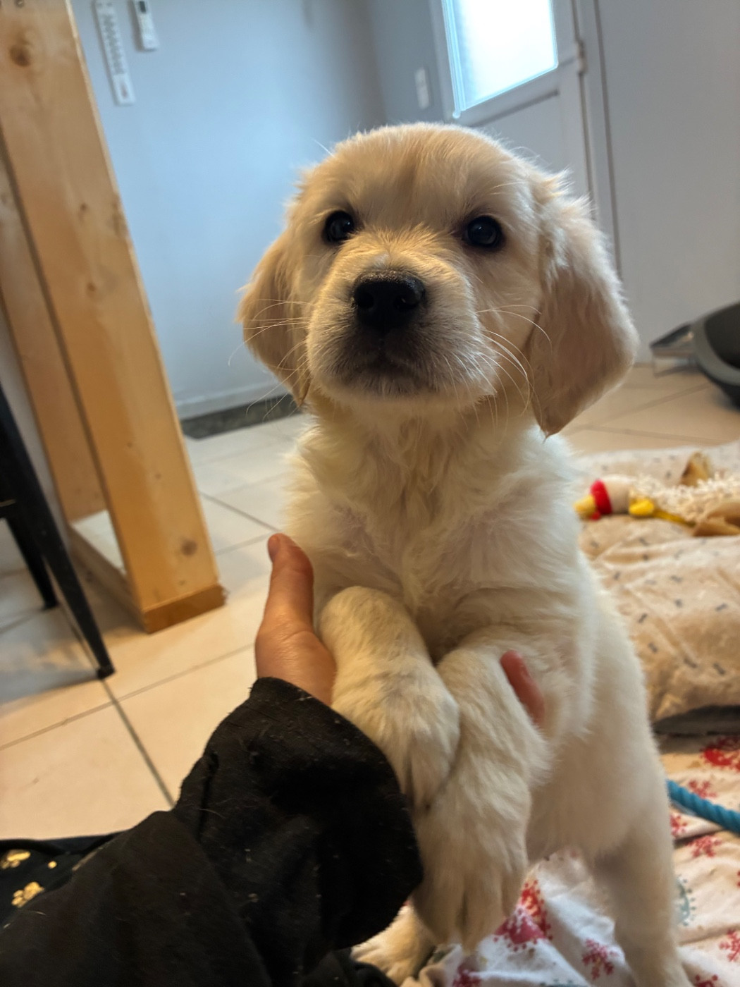 du Domaine de Demeter - Chiots disponibles - Golden Retriever