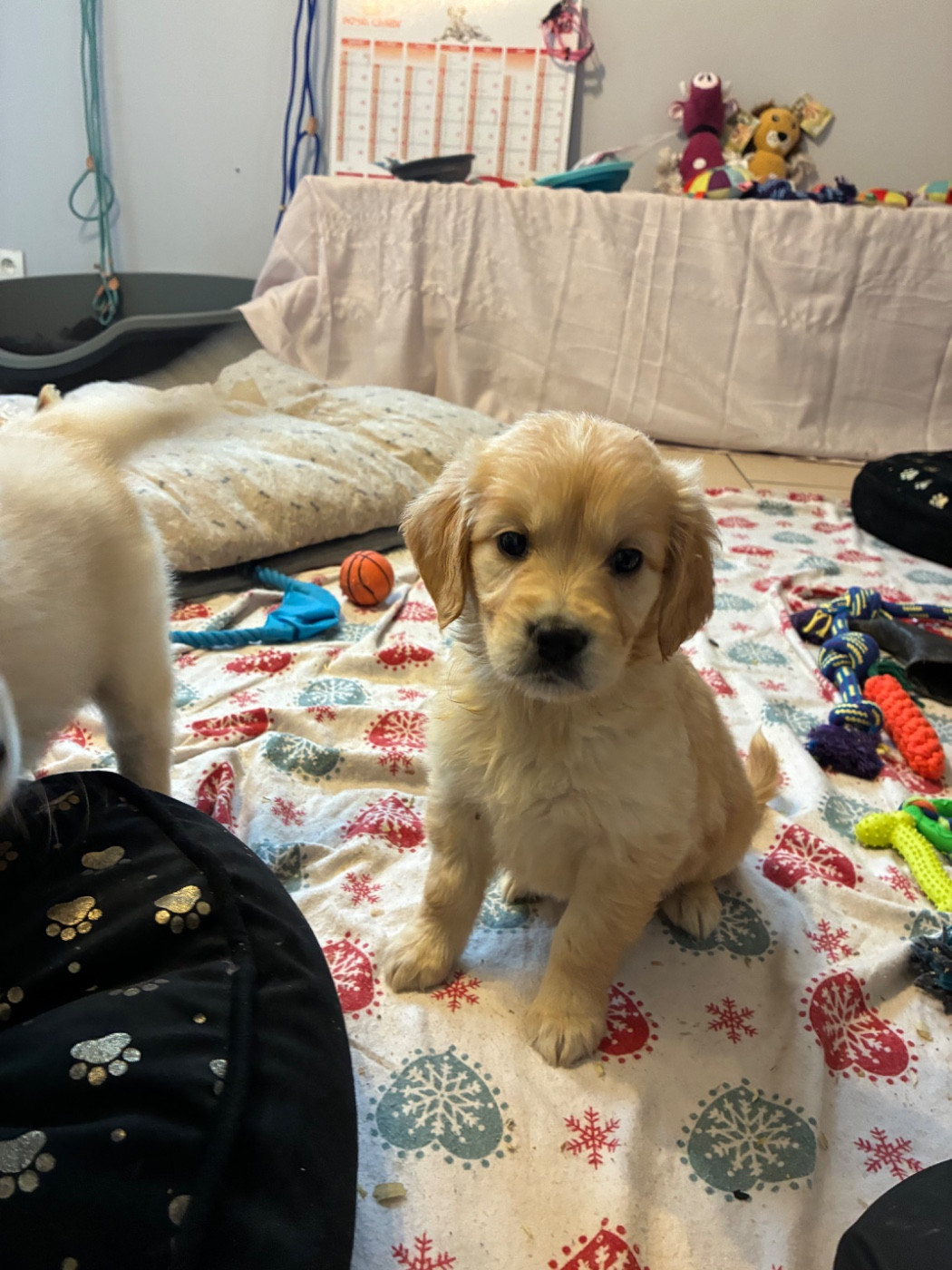 du Domaine de Demeter - Chiots disponibles - Golden Retriever