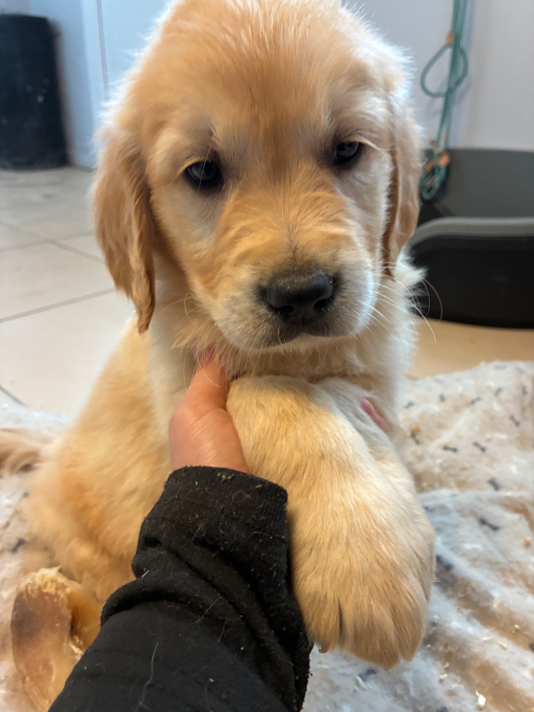 du Domaine de Demeter - Chiots disponibles - Golden Retriever
