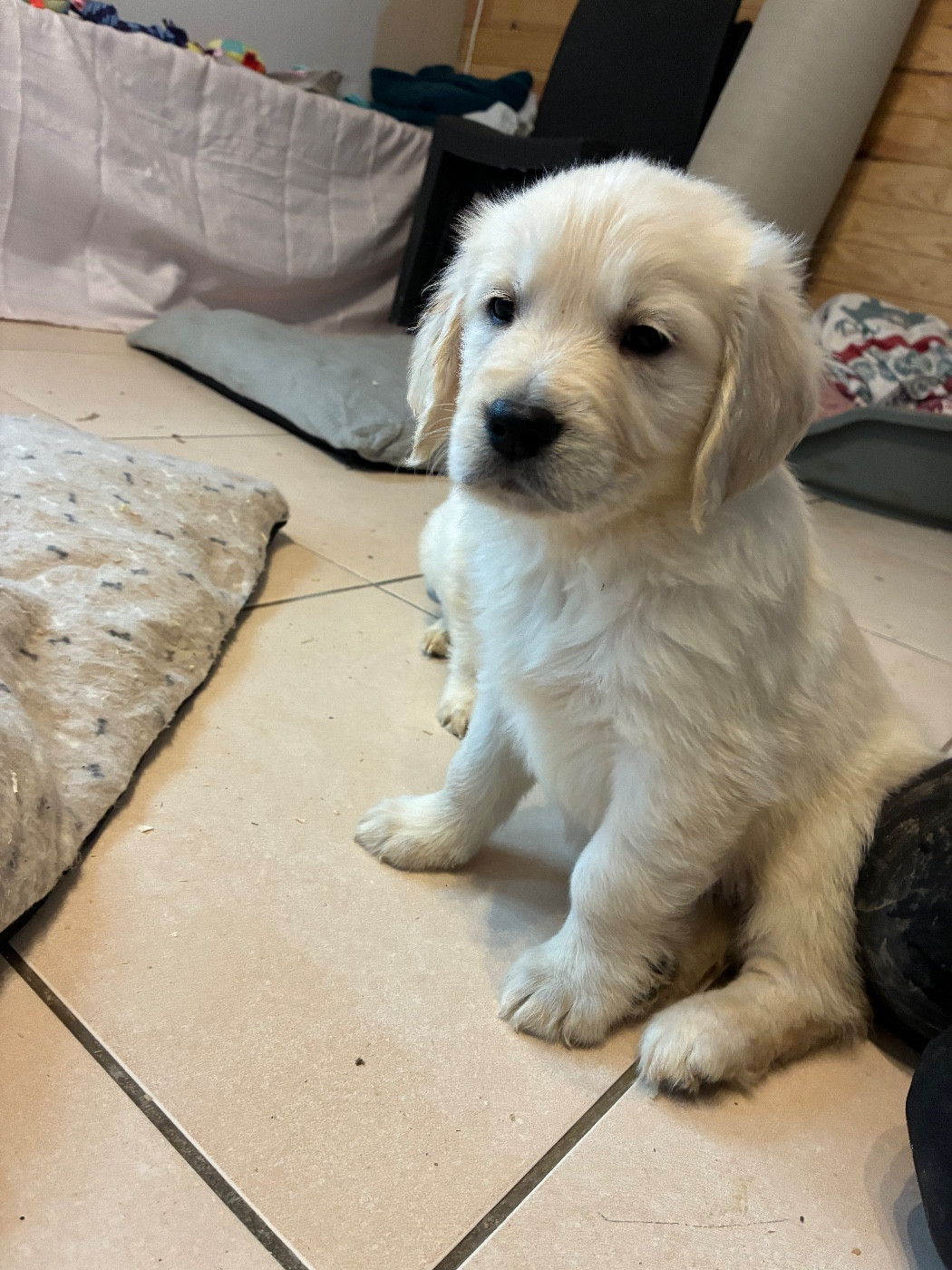 du Domaine de Demeter - Chiots disponibles - Golden Retriever
