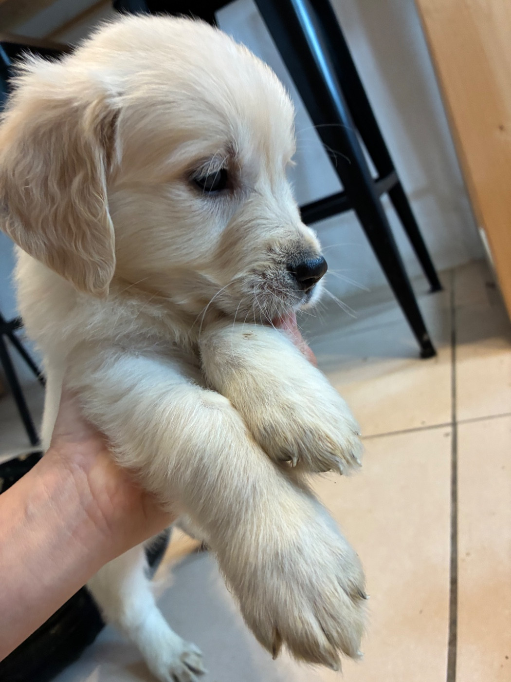 du Domaine de Demeter - Chiots disponibles - Golden Retriever