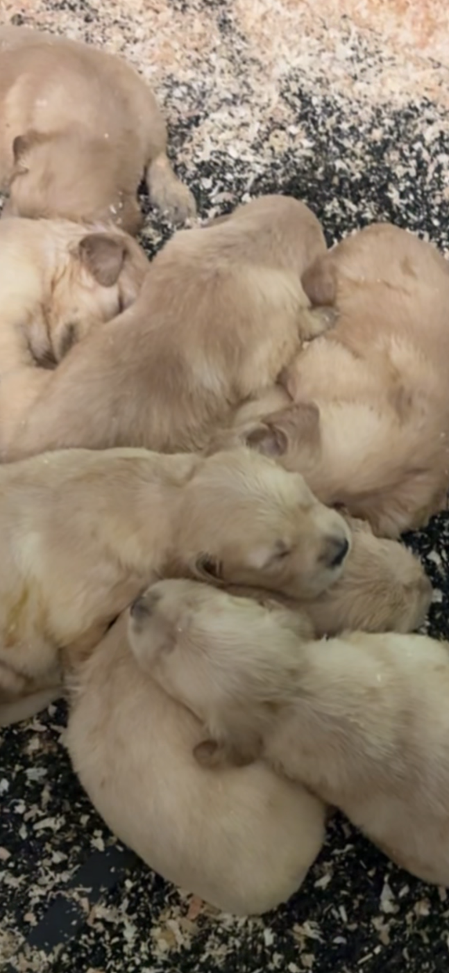 du Domaine de Demeter - Chiots disponibles - Golden Retriever