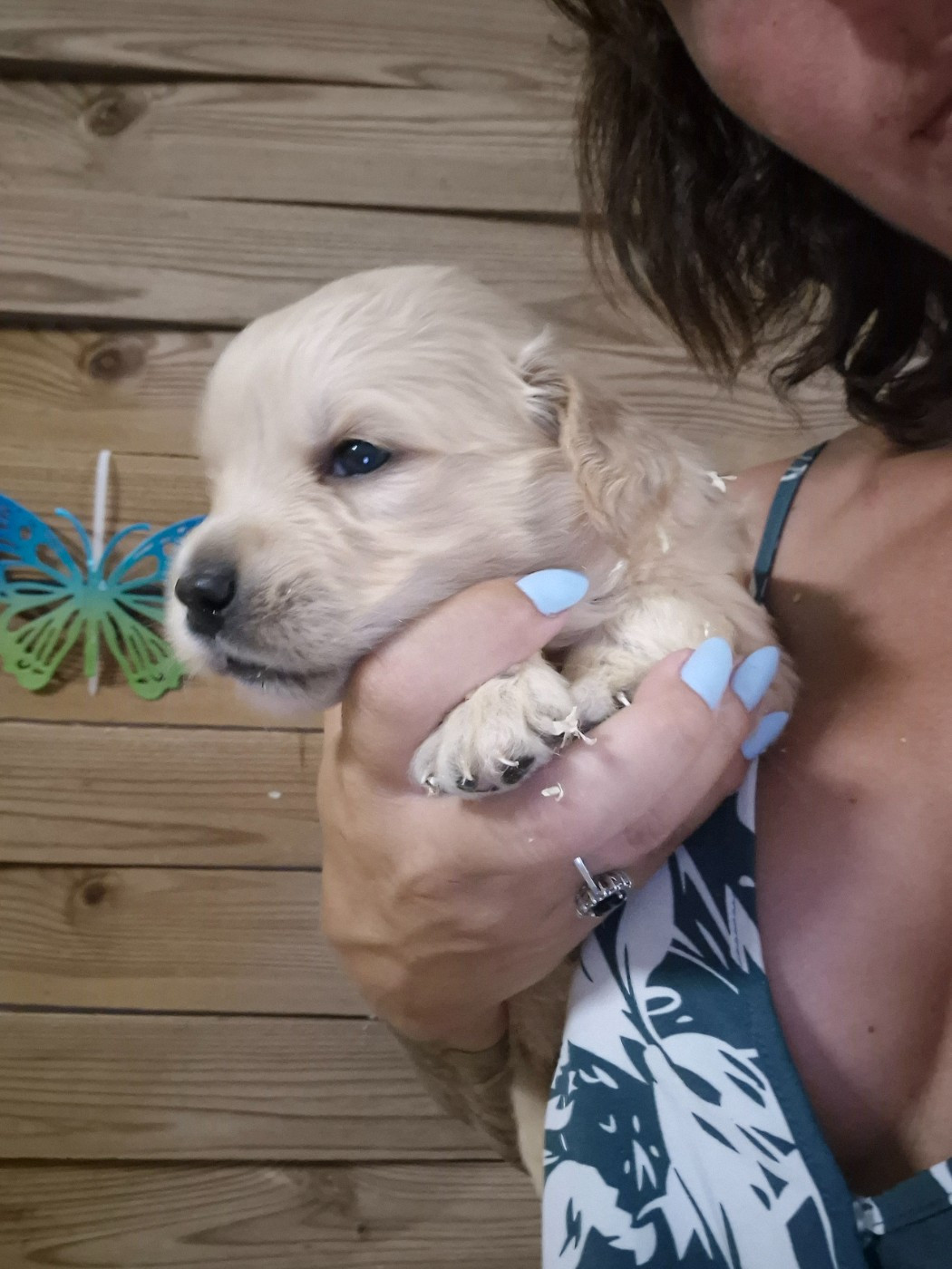 du Domaine de Demeter - Chiots disponibles - Golden Retriever