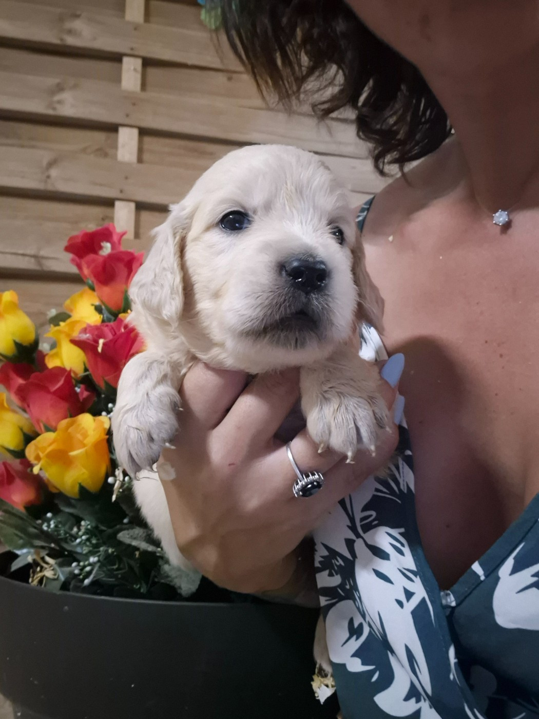 du Domaine de Demeter - Chiots disponibles - Golden Retriever