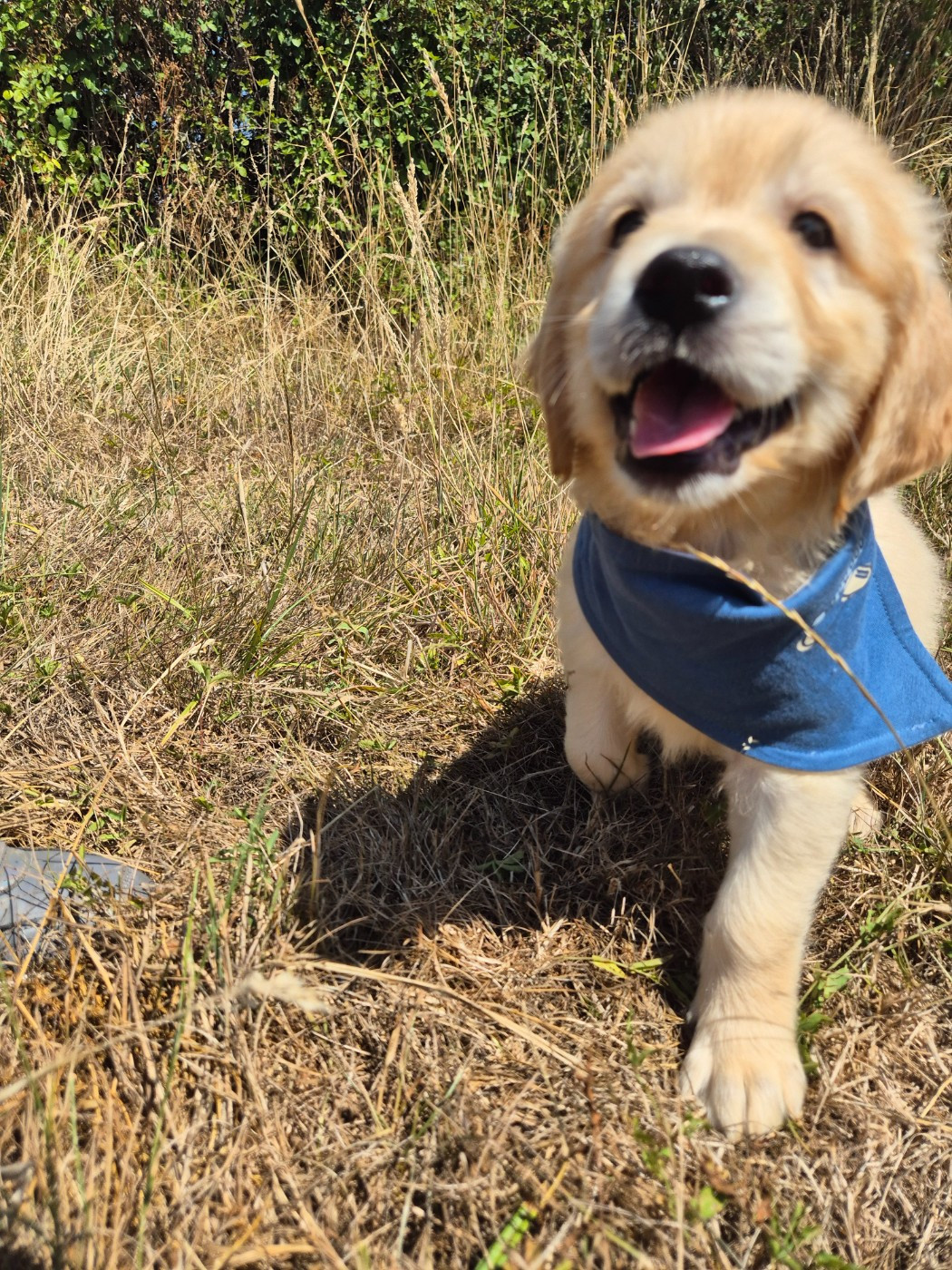 du Domaine de Demeter - Chiots disponibles - Golden Retriever
