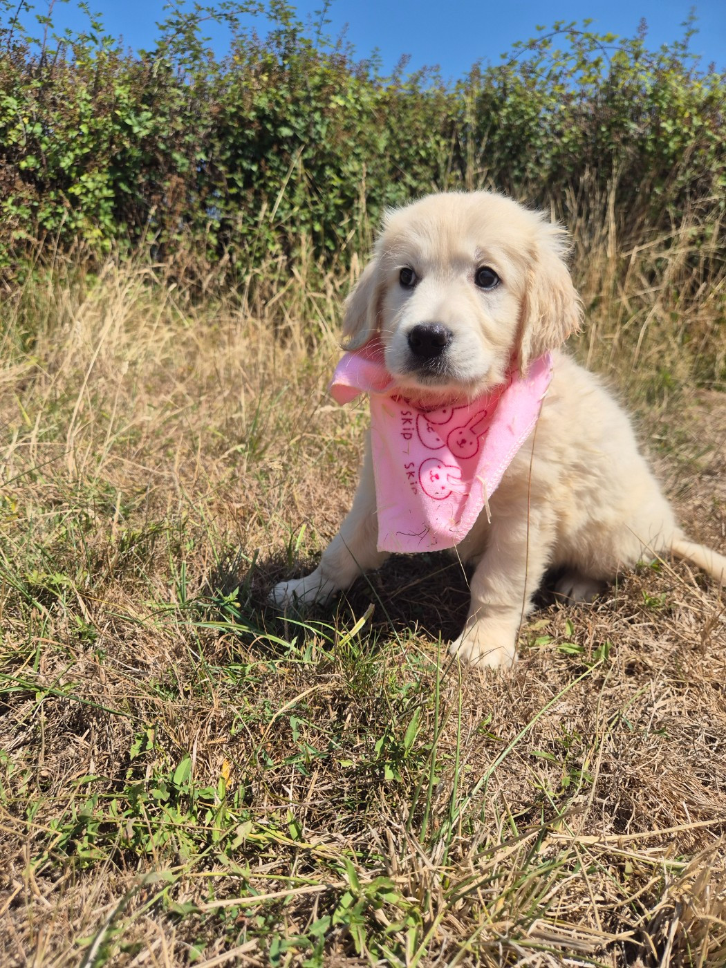 du Domaine de Demeter - Chiots disponibles - Golden Retriever