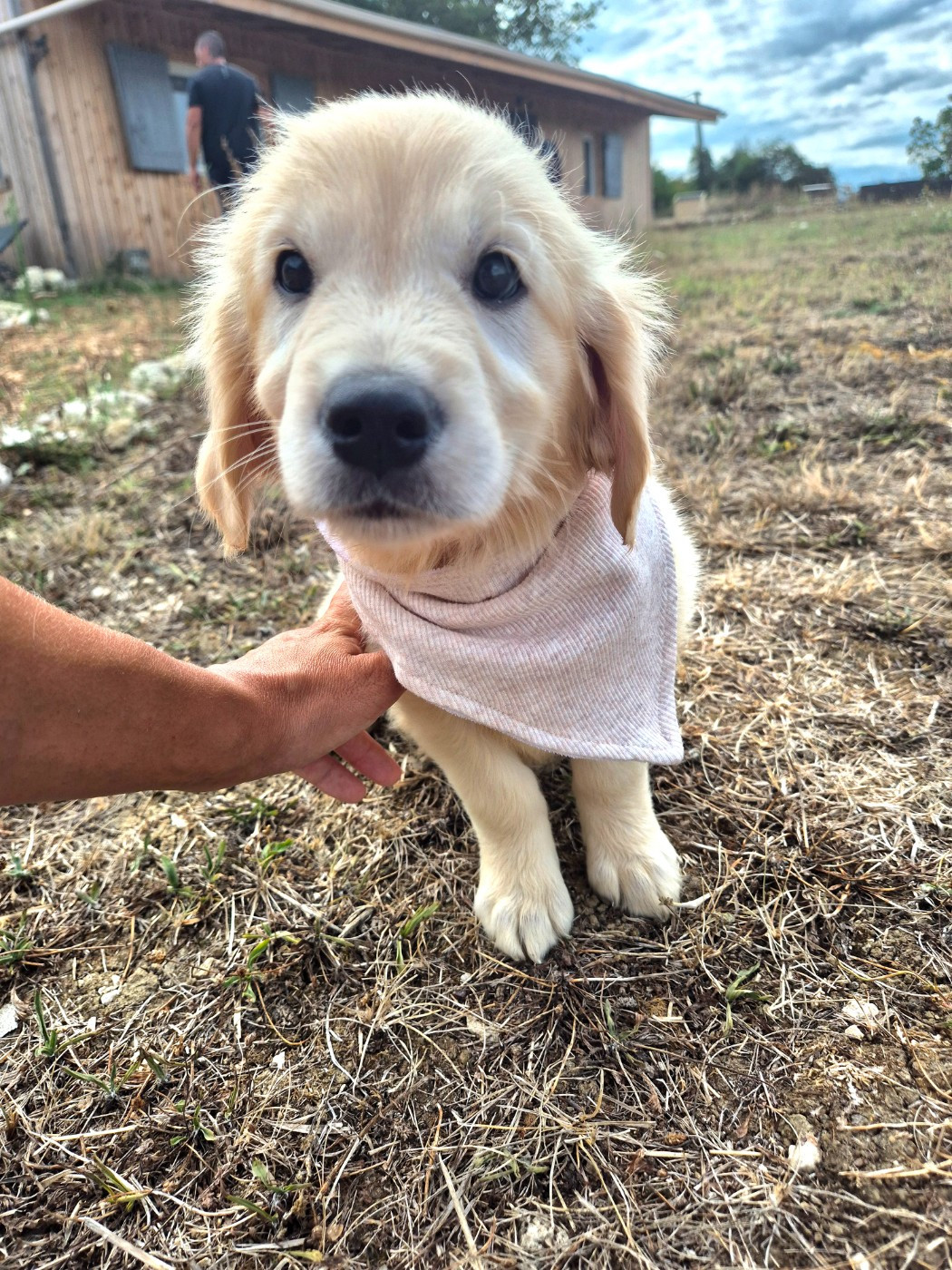 du Domaine de Demeter - Chiots disponibles - Golden Retriever