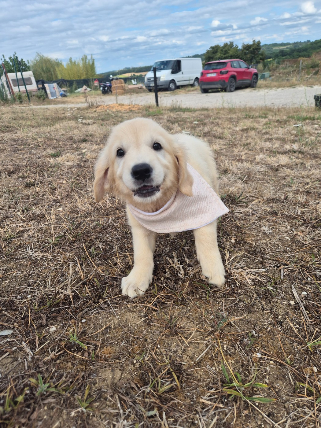 du Domaine de Demeter - Chiots disponibles - Golden Retriever