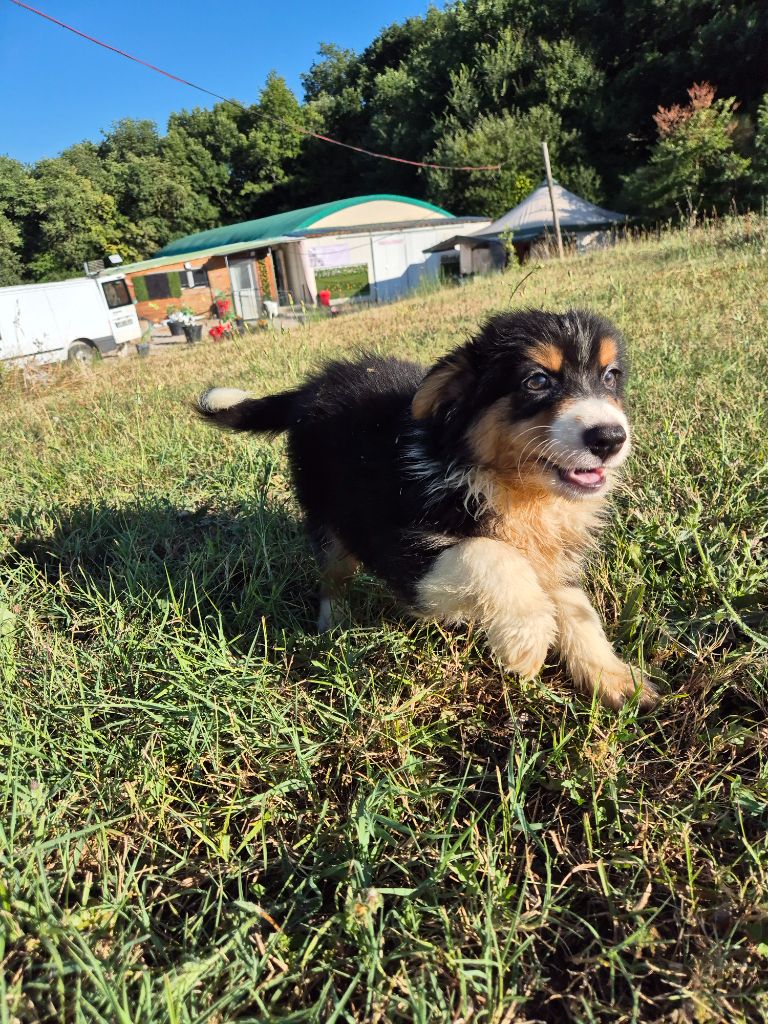 du Domaine de Demeter - Chiots disponibles - Berger Australien