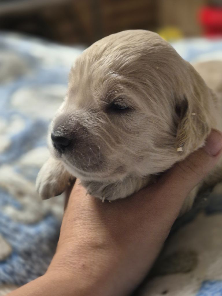 du Domaine de Demeter - Chiots disponibles - Golden Retriever