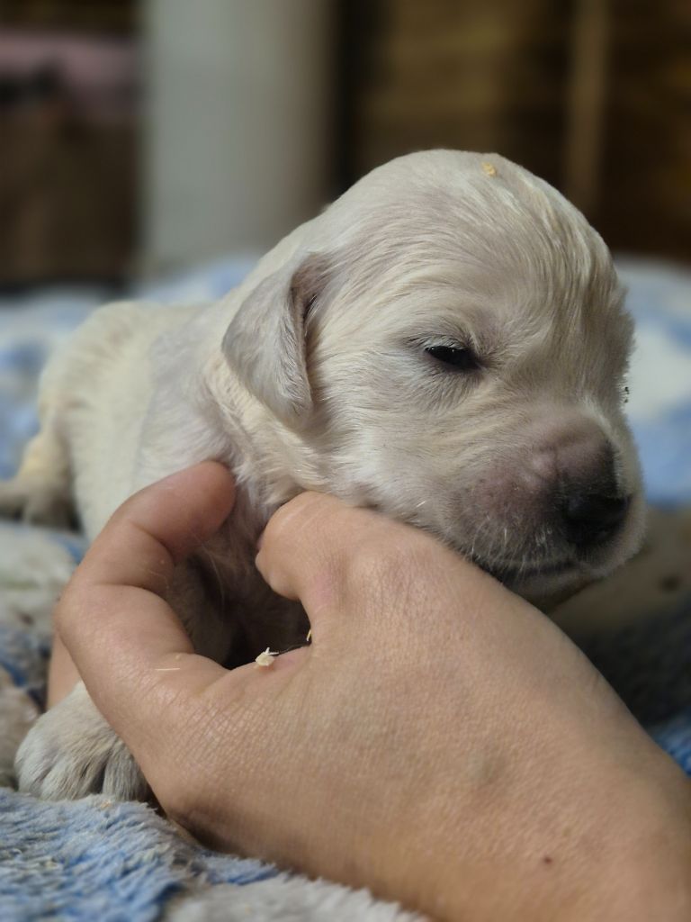 du Domaine de Demeter - Chiots disponibles - Golden Retriever