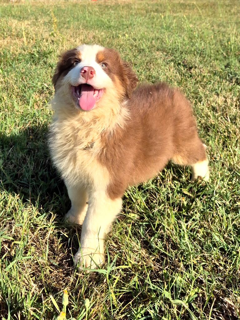 du Domaine de Demeter - Chiots disponibles - Berger Australien