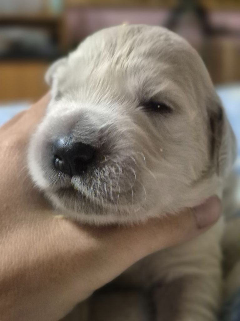 du Domaine de Demeter - Chiots disponibles - Golden Retriever