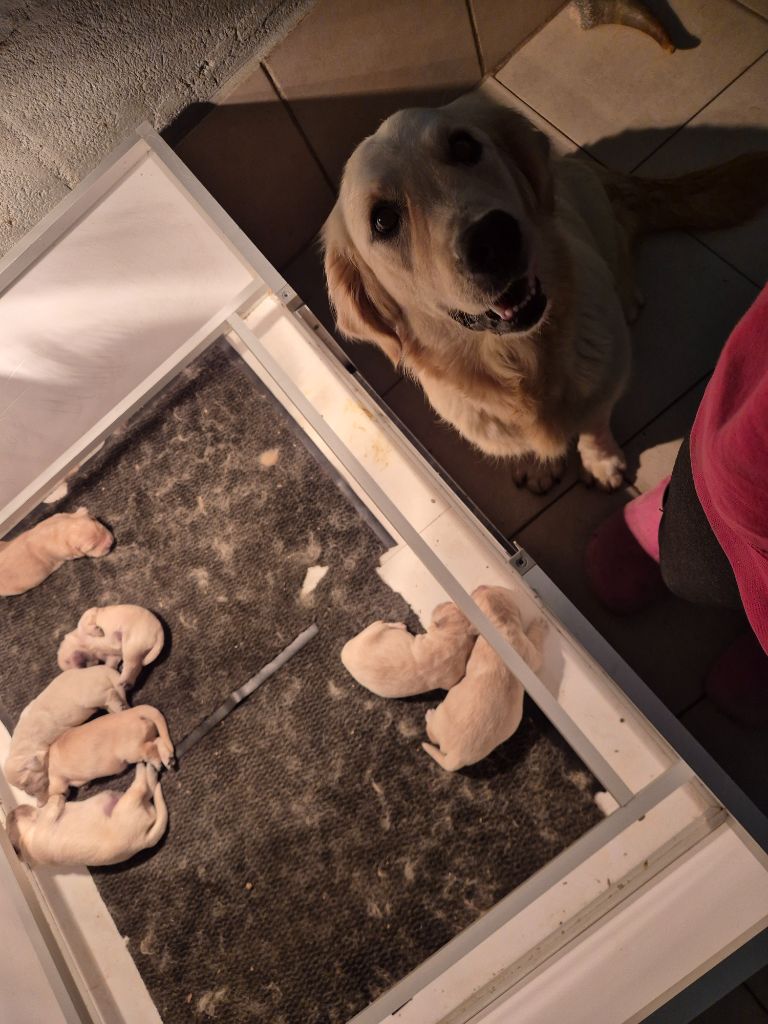 Chiot Golden Retriever du Domaine de Demeter