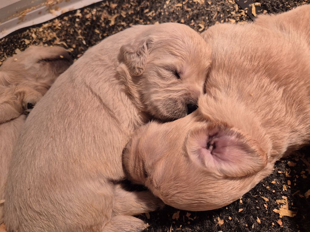 du Domaine de Demeter - Chiots disponibles - Golden Retriever