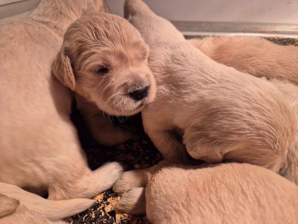 du Domaine de Demeter - Chiots disponibles - Golden Retriever