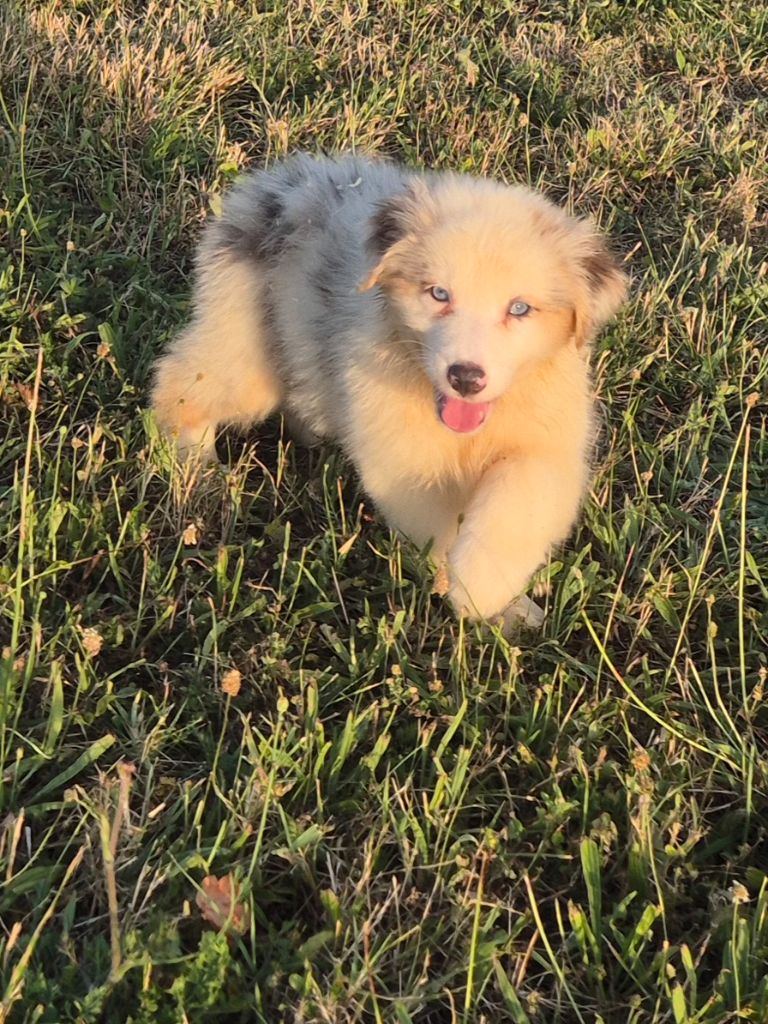 du Domaine de Demeter - Chiots disponibles - Berger Australien