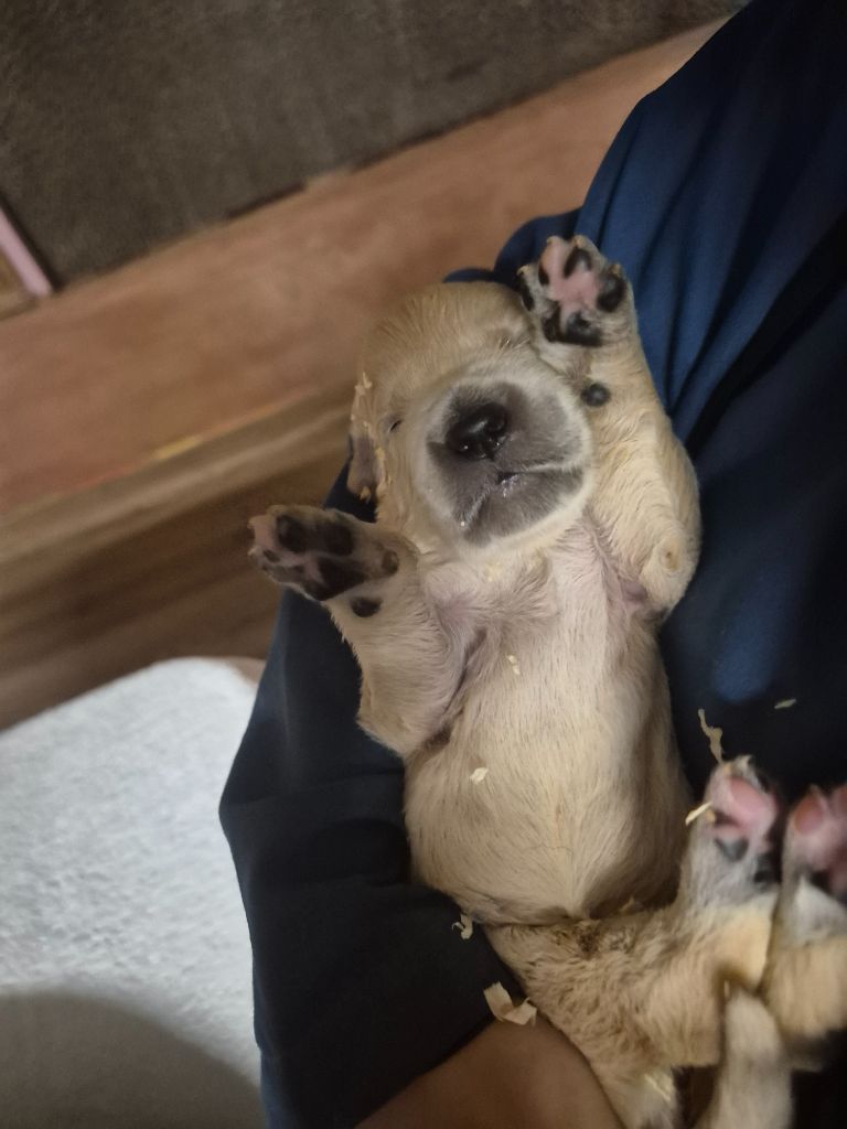 du Domaine de Demeter - Chiots disponibles - Golden Retriever