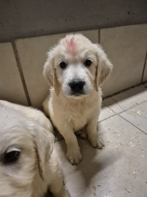 Chiot N°1