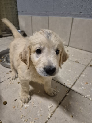 Chiot N°2