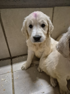 Chiot N°3