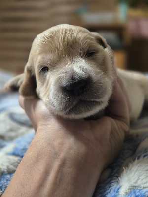 Parents entierement Testé