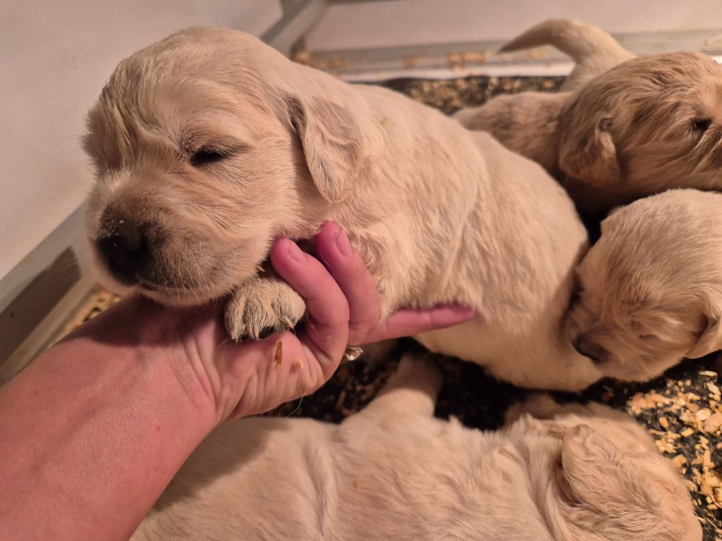 du Domaine de Demeter - Chiots disponibles - Golden Retriever