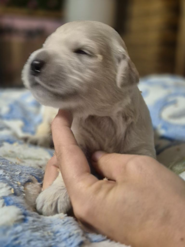 du Domaine de Demeter - Chiots disponibles - Golden Retriever