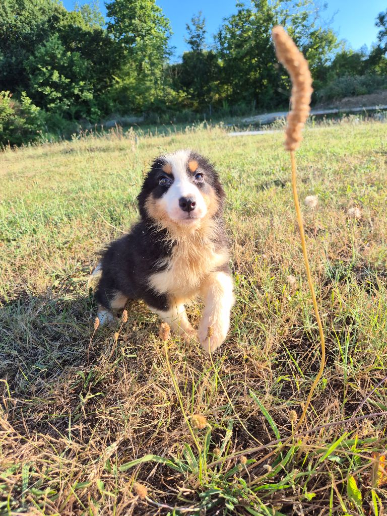 du Domaine de Demeter - Chiots disponibles - Berger Australien