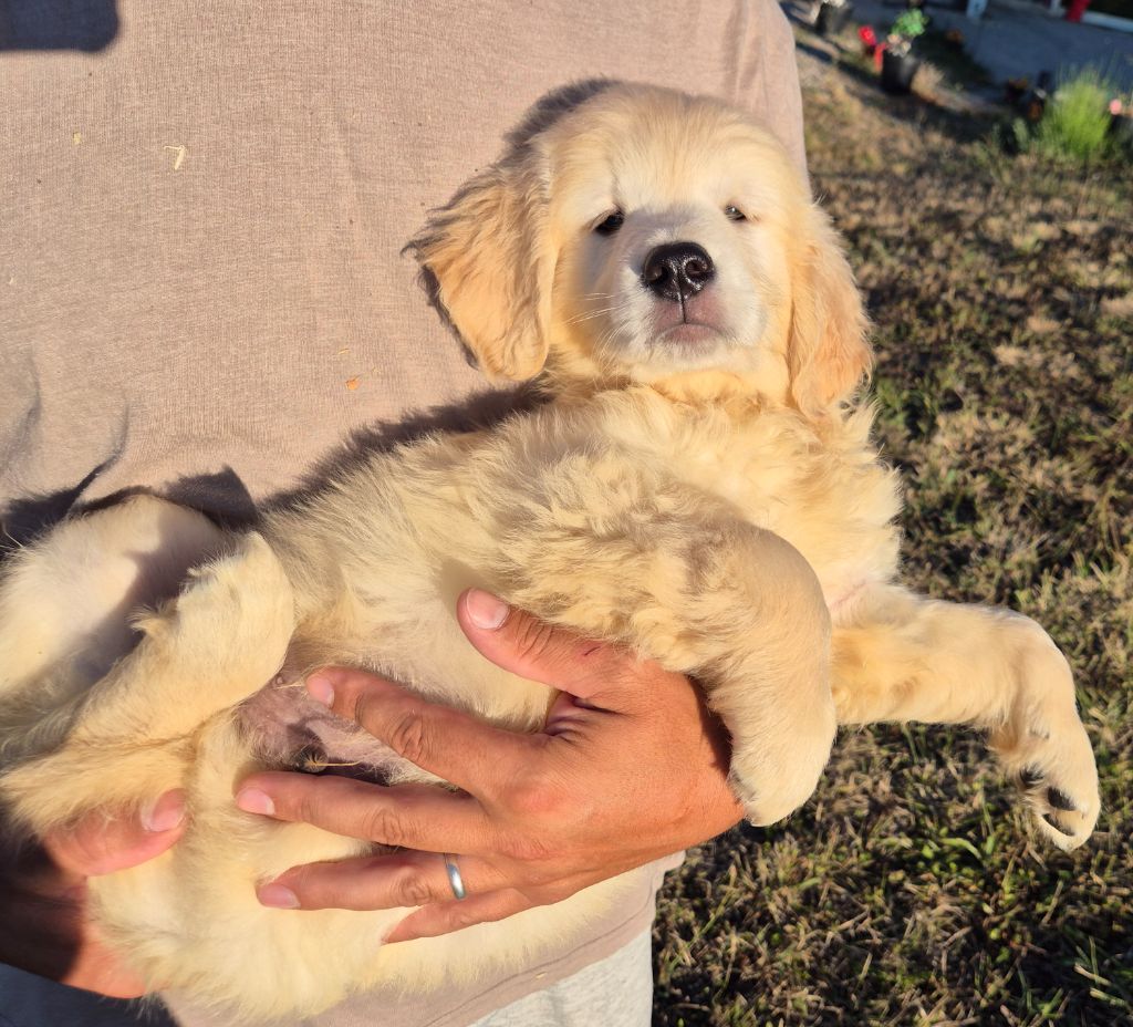 du Domaine de Demeter - Chiots disponibles - Golden Retriever