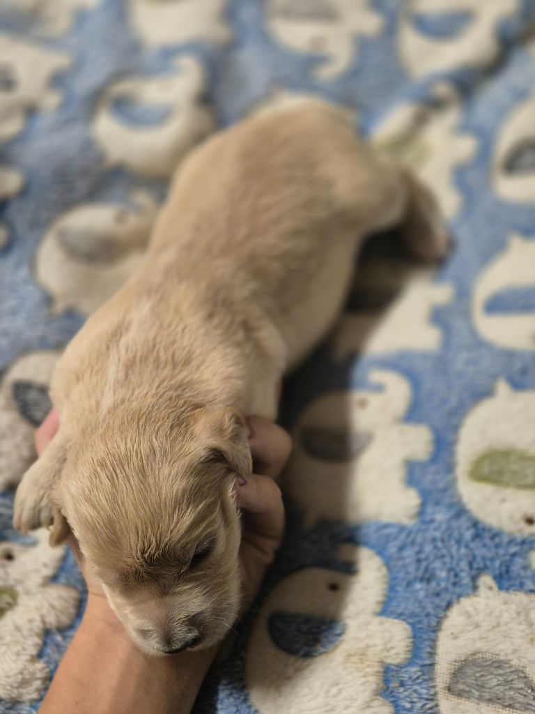 du Domaine de Demeter - Chiots disponibles - Golden Retriever