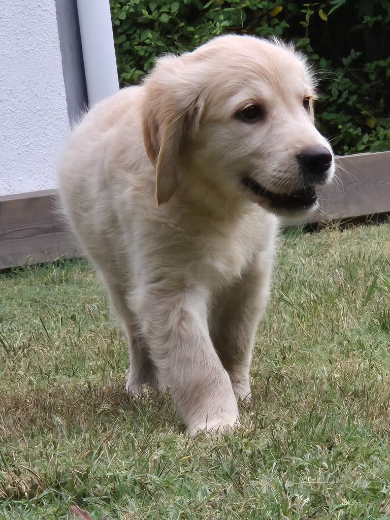 du Domaine de Demeter - Chiots disponibles - Golden Retriever