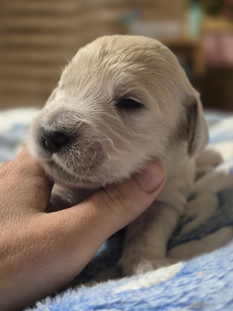 du Domaine de Demeter - Chiots disponibles - Golden Retriever