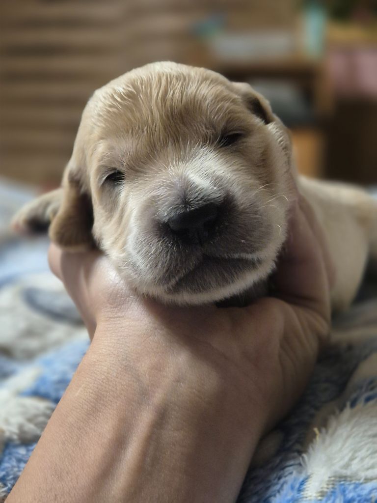 du Domaine de Demeter - Chiots disponibles - Golden Retriever