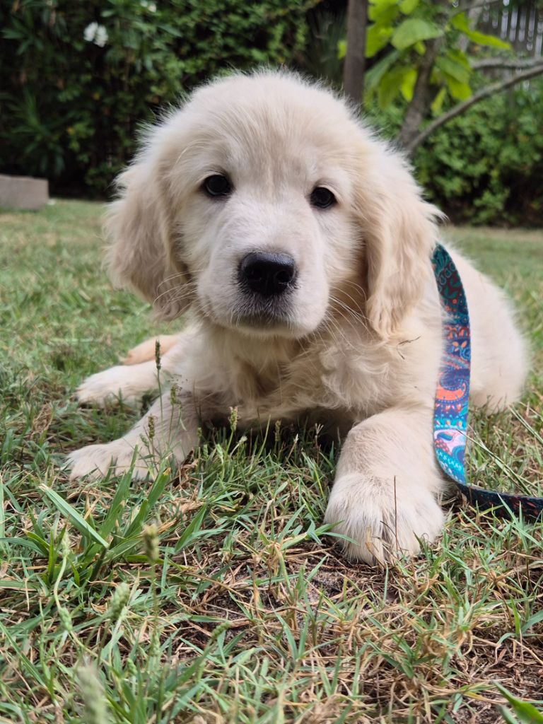 du Domaine de Demeter - Chiots disponibles - Golden Retriever